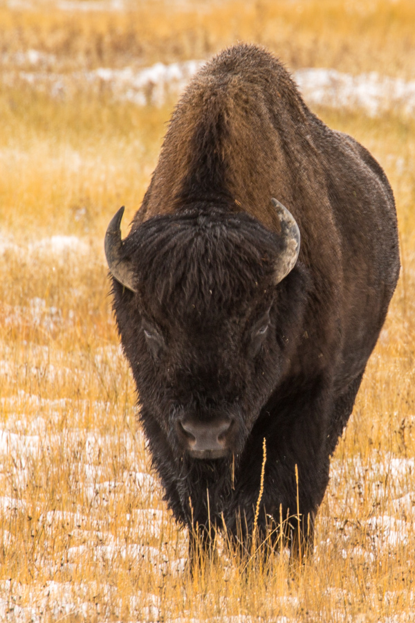 Bison