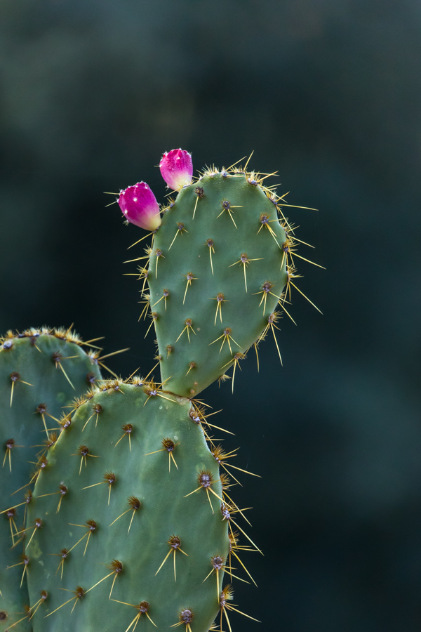 Plants/Flowers