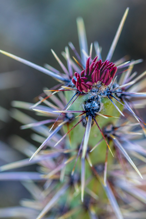 Plants/Flowers