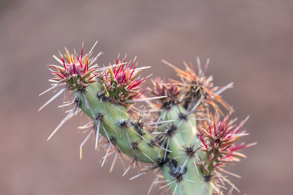 Colorful Spines