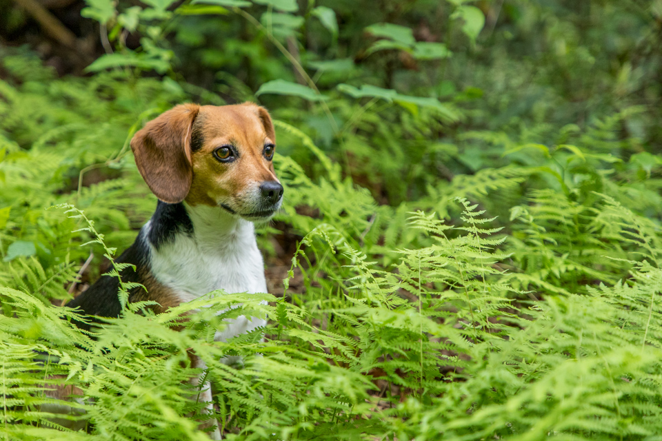 In the Ferns