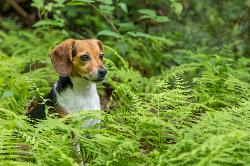 In the Ferns