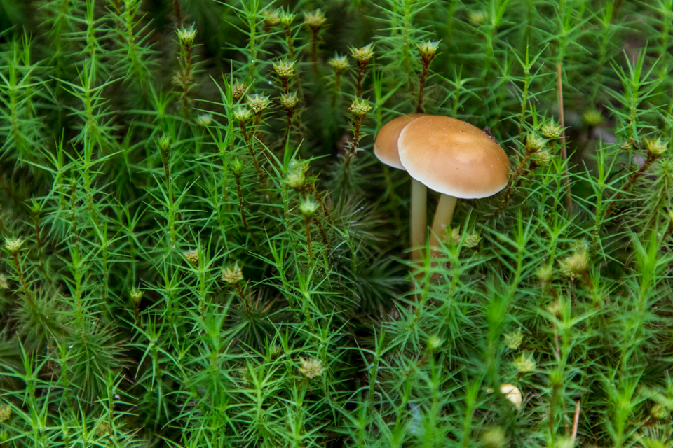 Room in the Moss