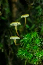 Three Fungus