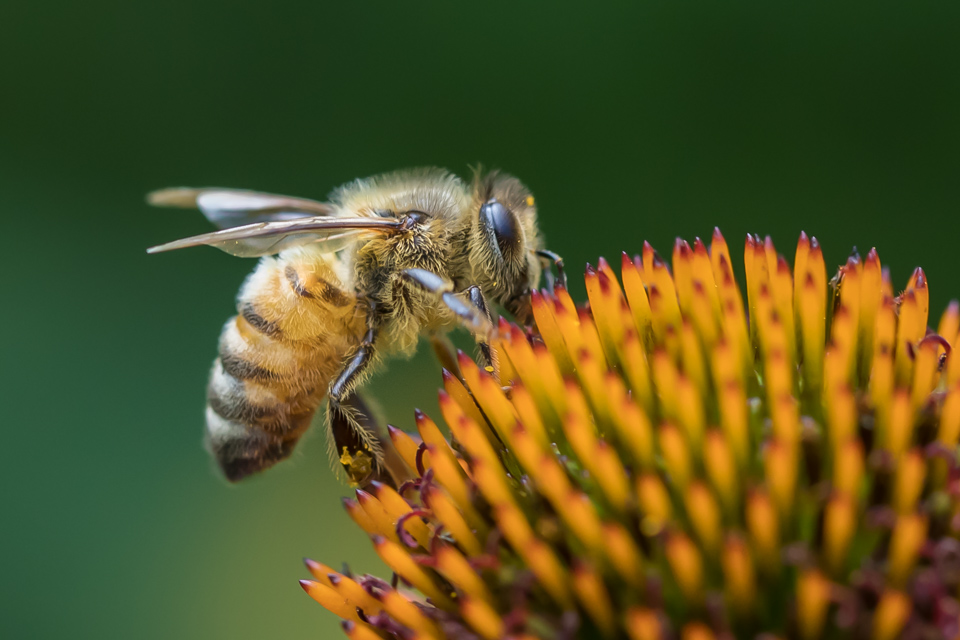 Bee Study