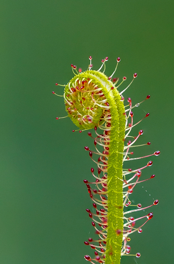 Thread-Leaved Sundew V2