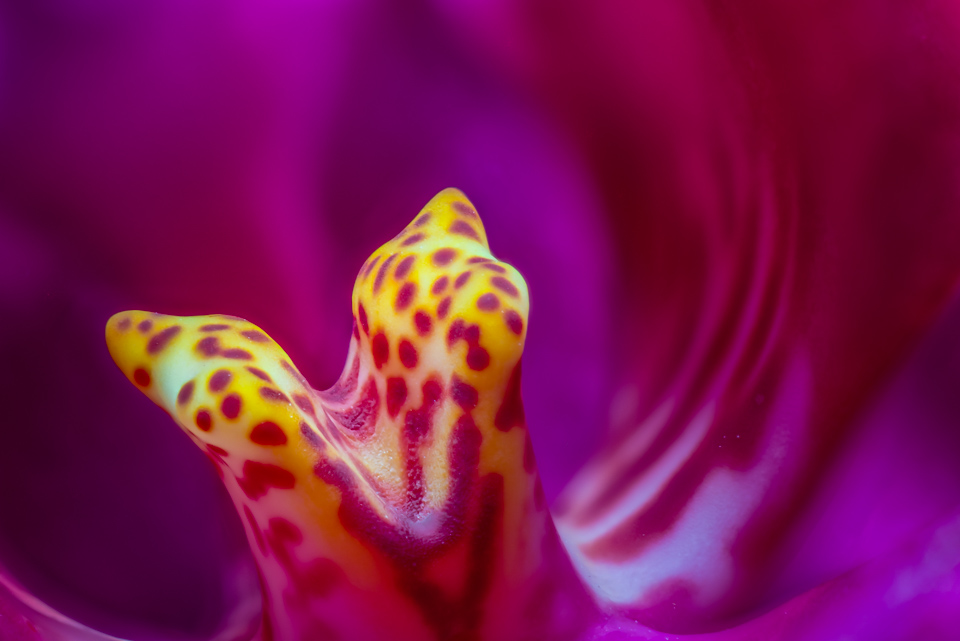 Inside an Orchid