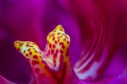 Inside an Orchid