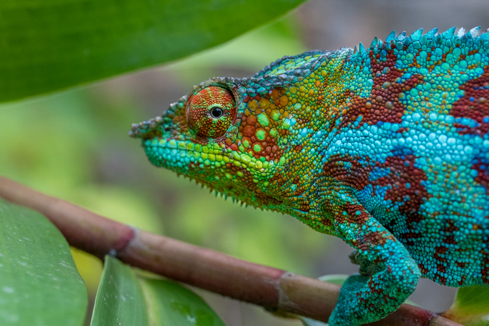 Colorful Reptile