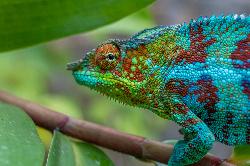 Colorful Reptile