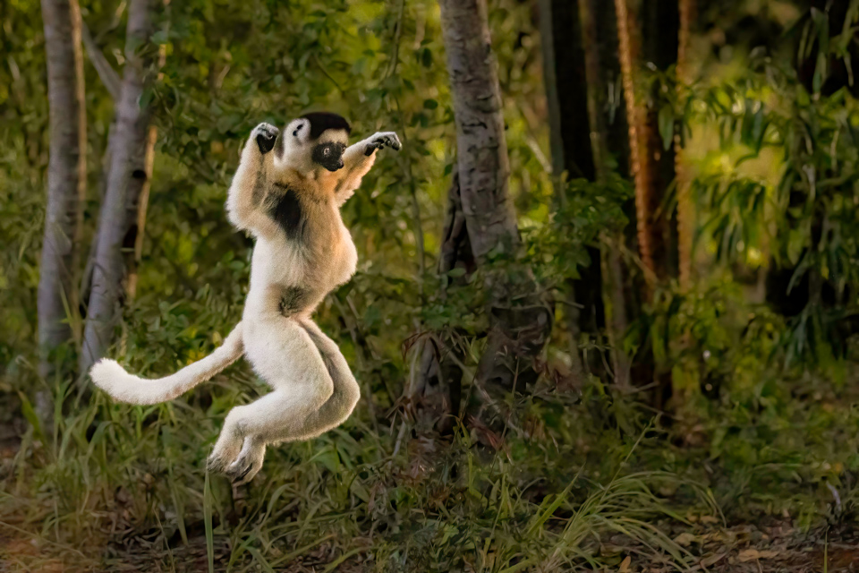 Leaping Lemur