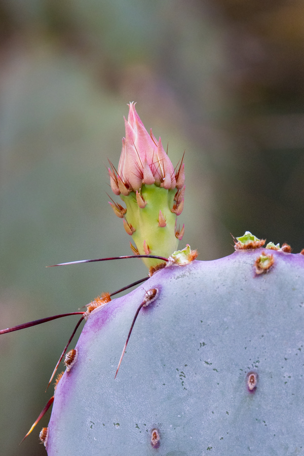 Plants/Flowers