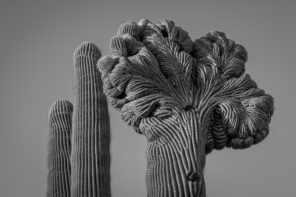 Crested Saguaro