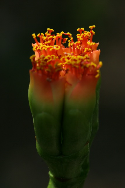 Plants
