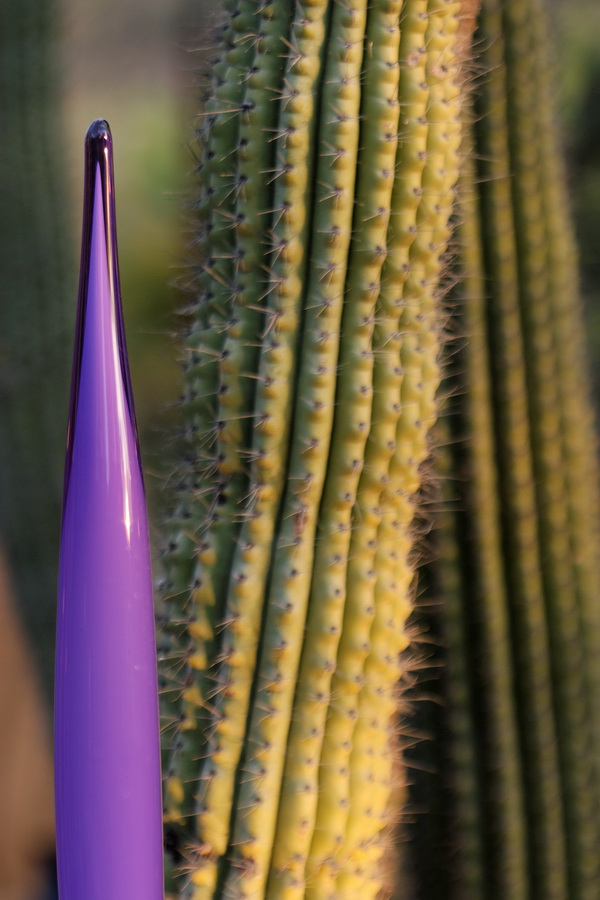 Plants