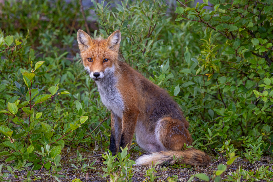 Red Fox