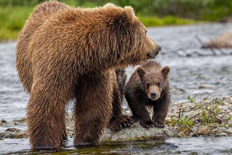 Curious Cub