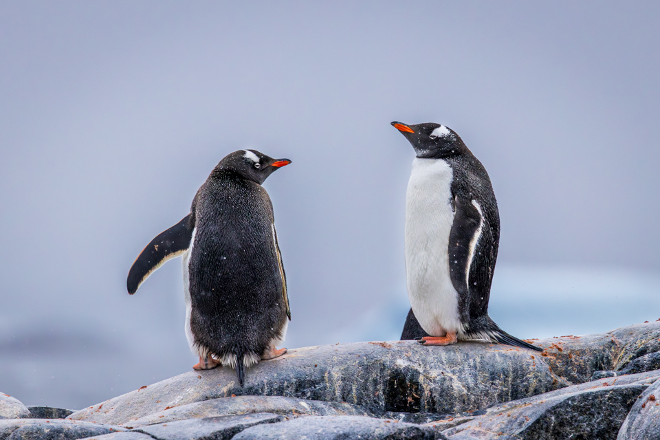 Penguin Conversation